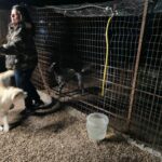 sostegno canile foggia priorato lazio (3)