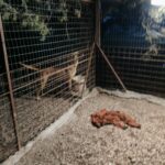 sostegno canile foggia priorato lazio (5)